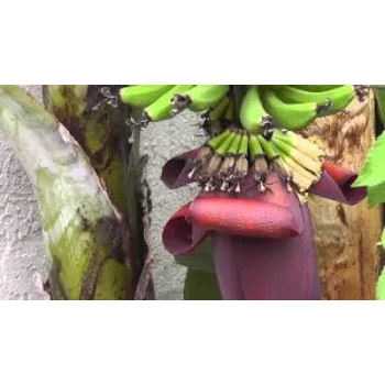 Organic Banana Flowers