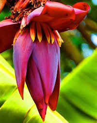 Fresh Banana Flower