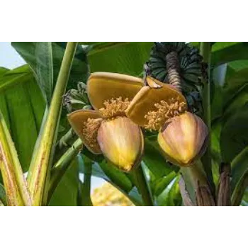 Fresh Banana Flower