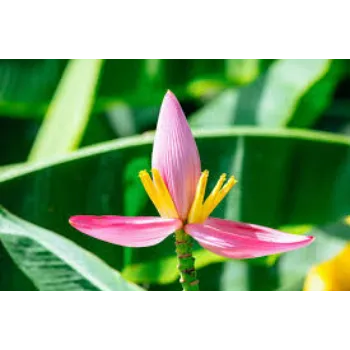 Natural Fresh Banana Flower