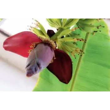 Organic Banana Flowers
