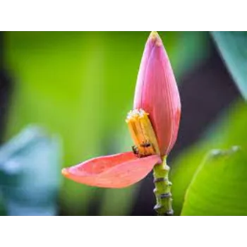 Natural Banana Flower