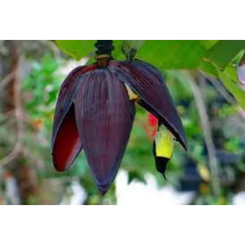 Fresh Banana Flower