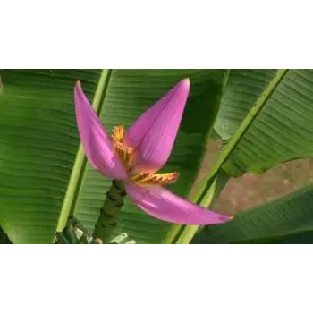 Natural Banana Flowers
