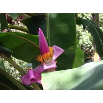 Fresh Banana Flower