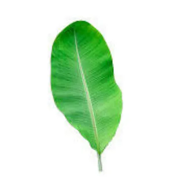 Paper Banana Leaf