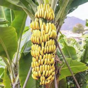 Organic Banana Muluk Plant
