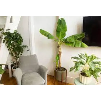 Natural Banana Plant