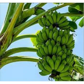 Organic Banana Plants