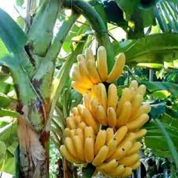 Natural Banana Plants