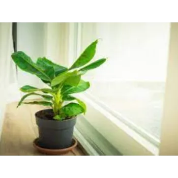 Banana Plants Exporter