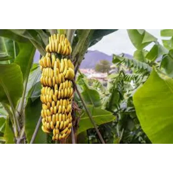 Banana Plant Manufacturer