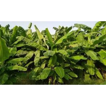 Organic Banana Plant