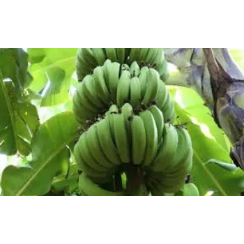 Fresh Banana Plant Manufacturer