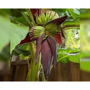 Red Banana Plant Manufacturer