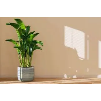 Malbhog Banana Plant