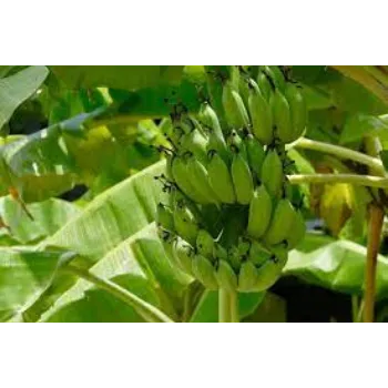 Organic Banana Plant Manufacturer