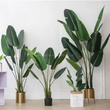 Organic Banana Plant Manufacturer