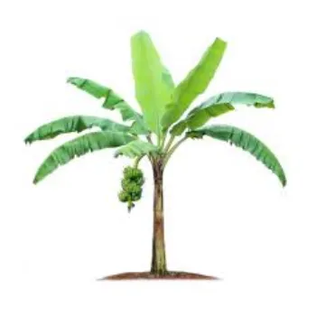 Organic Banana Plant Manufacturer