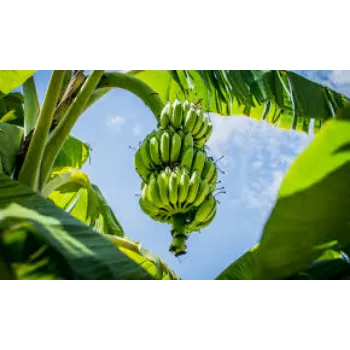 Fresh Banana Plant Exporter