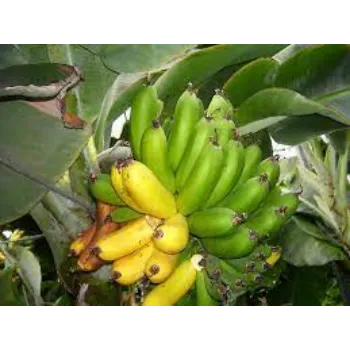 Organic Banana Plants