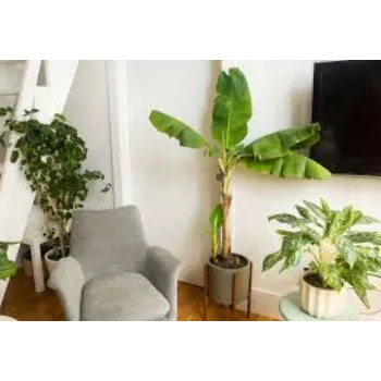 Natural   Banana Plants