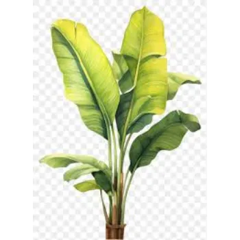 RAJESWARI NURSERY Banana Plants