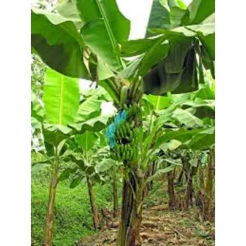 Banana Plants