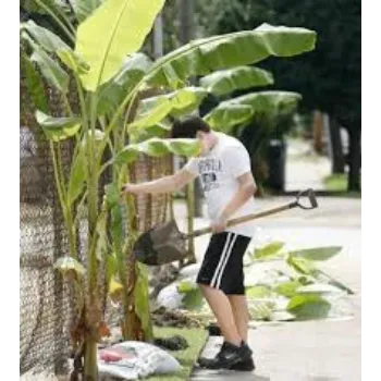 Roshni Agri  Banana Plants