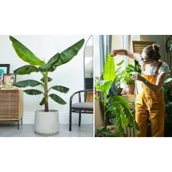 Natural Banana Plants
