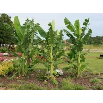  Banana Plants