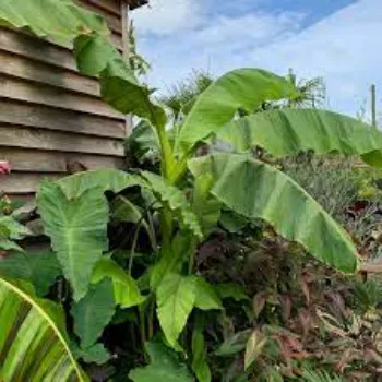 Fresh  Banana Plants