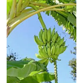 Organic Banana Plants