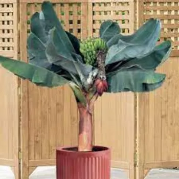 Natural Banana Plants