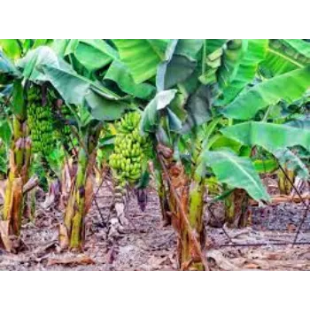 Banana Plants