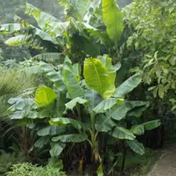 Green  Banana Plants