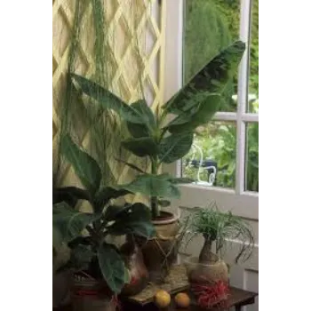 A Grade Banana Plants