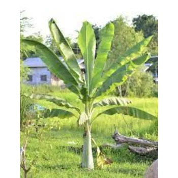 Fresh Banana Plants