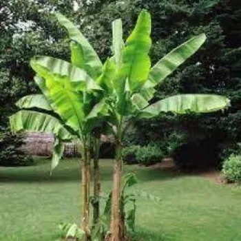  Banana Plants
