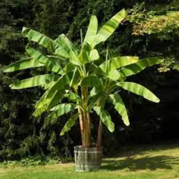 Natural Banana Plants