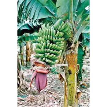Natural Banana Plants