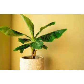 Natural Banana Plants