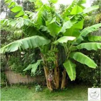 Organic Banana Plants