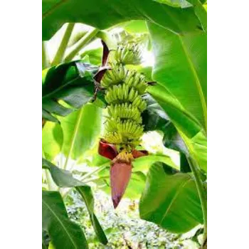 Natural Banana Plants