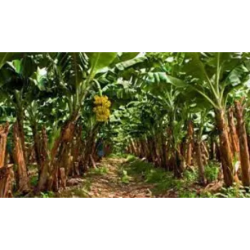 Organic Banana Plant