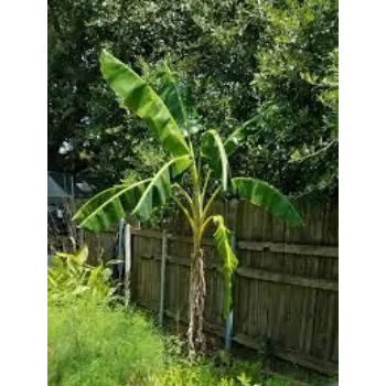 G49 Banana Plant