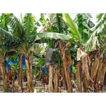 Natural Banana Plants