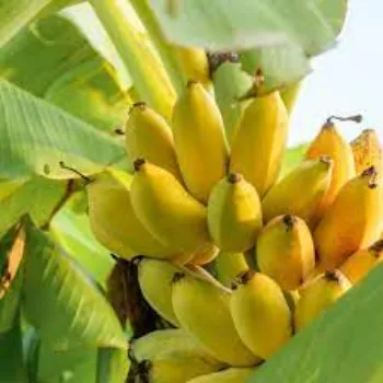 Organic Banana Plants