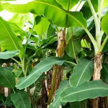 Common Banana Plants