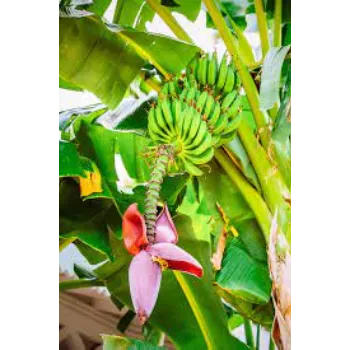 Natural Banana Plants